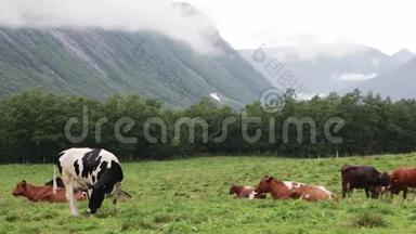 一群牛在挪威的一片山地草地上放牧